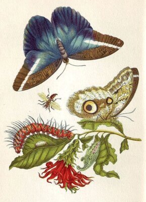 Bild von Sommervögel - Inszenierung des Lebens der Maria Sibylla Merian