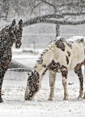 Bild von Wie der langsame Indianer Fallender Schnee zu seinem Pferd kommt