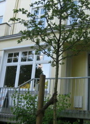 Heilsame Tänze im Jahreskreis