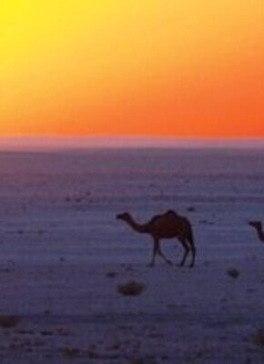 Bild von Düfte des Orients - Rundreise durch den Oman