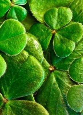 Bild von Ukulele PlayDate & St. Patrick’s Day Special