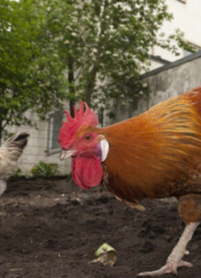 Bild von MOTTE Garten-Aktionstag