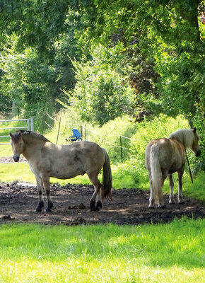 Bild von Durch die Feldmark nach Niendorf