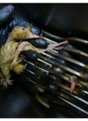 Bild von Die Hüter der Sozialen Marktwirtschaft