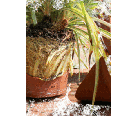 Bild von Ausstellung: UNKRAUT, 3.11.19, 12 - 20 Uhr