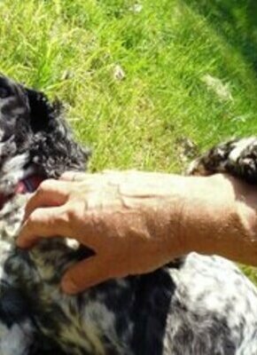 Bild von Joachim Frank: Wie ich lernte, einen Hund zu lieben