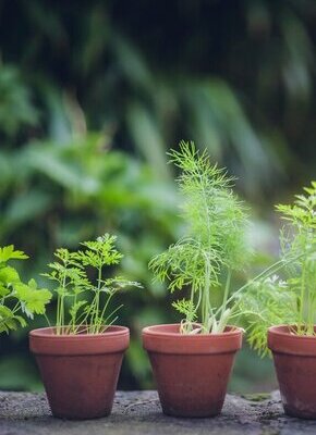 Bild von Gartennachmittag