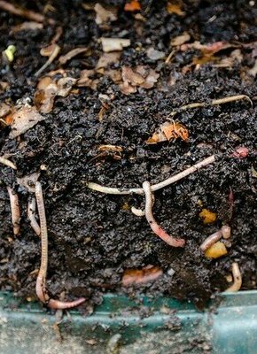 Urban Gardening - Grünstreifen, Baumscheiben & Co