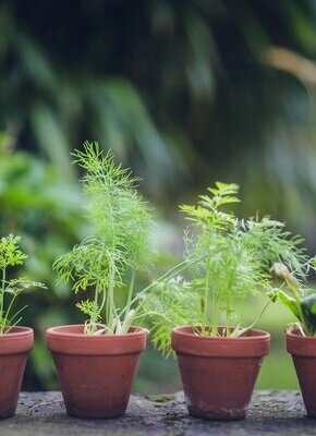 Bild von Gartennachmittag*