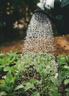 Bild von Gartenbauworkshop*