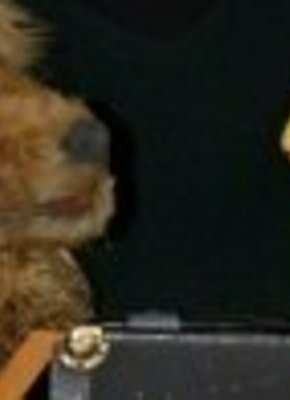 Bild von Kindertheater "Luise ist weg"