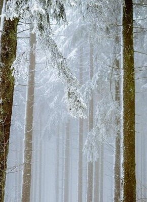 Bild von "In der Christnacht" von Peter Rosegger