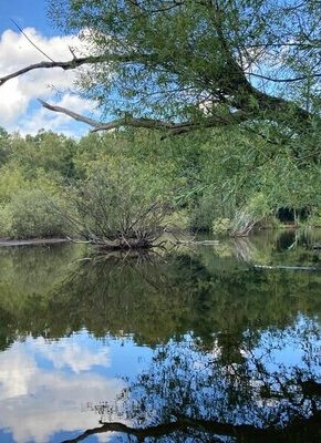 Bild von Ausstellung: Verlorene Schönheiten. Ausgestorbene Pflanzenarten im Eppendorfer Moor