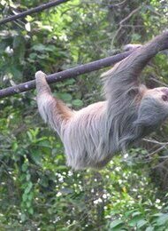 Costa Rica - Pura Vida