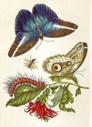 Sommervögel Inszenierung des Lebens der Maria Sibylla Merian