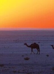 Düfte des Orients - Rundreise durch den Oman