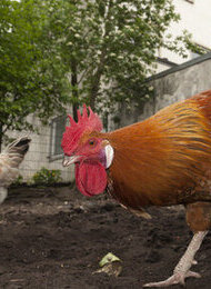 MOTTE Garten-Aktionstag