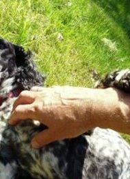 Joachim Frank: Wie ich lernte, einen Hund zu lieben