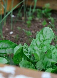 Gartenbauworkshop*