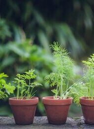 Gartennachmittag