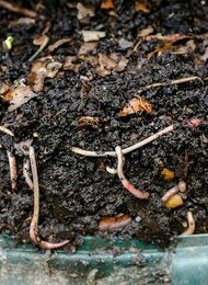 Kompostieren in der Küche - Wurmkiste, Beetbox & Bokashi