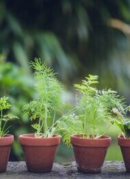 Gartennachmittag*