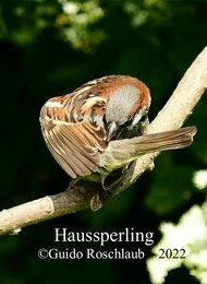 Für Frühaufsteher – Vogel- und Botanik-Exkursion in Wandsbek