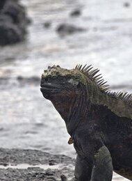 Einblicke in das abgelegene Naturparadies Galapagos – Inseln