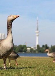 Vortrag: Gans Hamburg – Graugänse aus der Großstadt