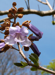 Rundgang: Bäume auf dem UKE-Gelände. Ein botanischer Rundgang