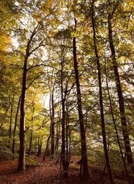 Der Klimawandel und meine Gefühle – total da und doch unheimlich verdrängt