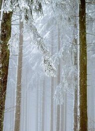 "In der Christnacht" von Peter Rosegger